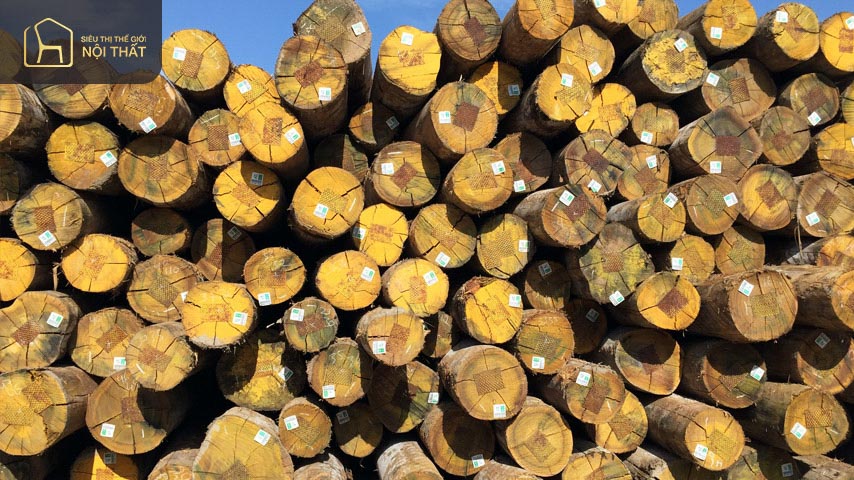 Cách tính khối lượng gỗ tròn của thợ mộc