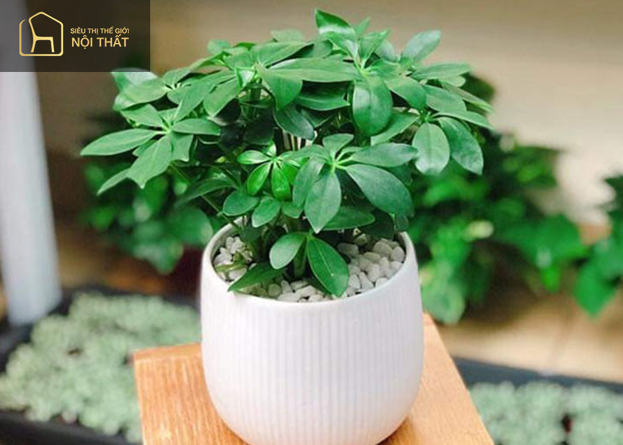 Cây cau tiểu trâm mang đến may mắn, sức khỏe