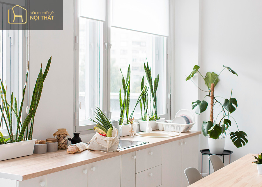 Người mệnh kim hợp cây gì để hút may mắn và tài lộc