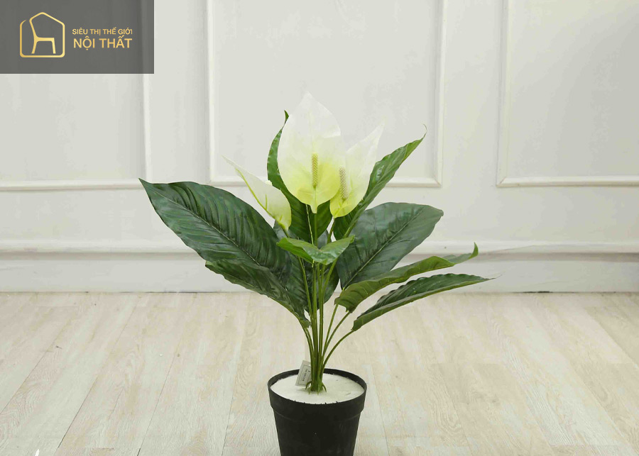 Cây Lan Ý là cây phong thủy của người mệnh Kim