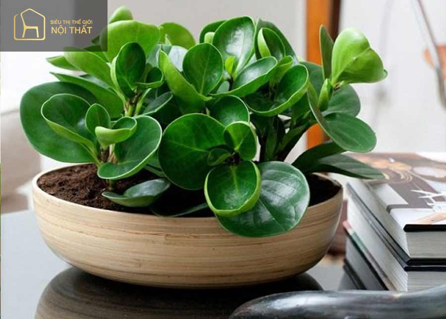 Cây trường sinh mang sự may mắn cho người mệnh Mộc