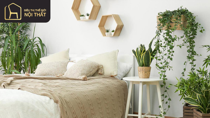Có nên đặt cây trồng trong phòng ngủ hay không?