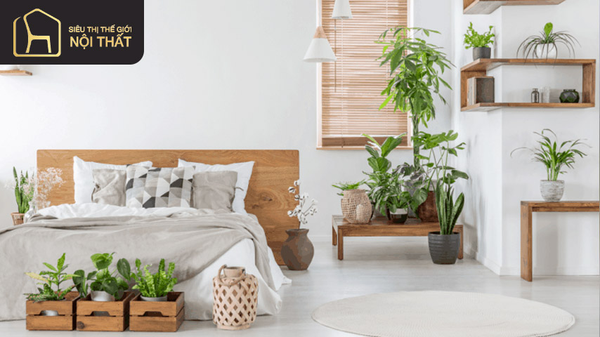 Cây vạn niên thanh cũng là sự lựa chọn hợp lý nếu muốn trồng cây trong phòng ngủ