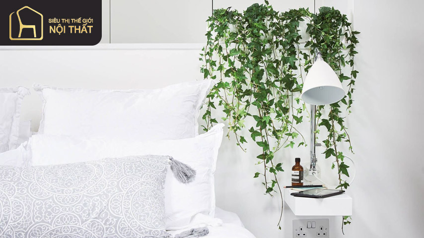 Cây thường xuân vừa lọc khí vừa hấp thụ và loại bỏ khí tự nhiên rất hiệu quả