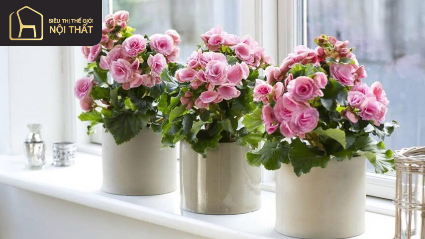 Cây thu hải đường trường sinh là loại cây hàng đầu nên trồng trong phòng ngủ